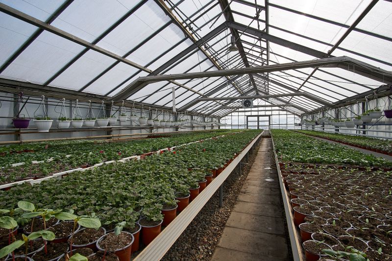 gartenmarkt medewege begonien petunien