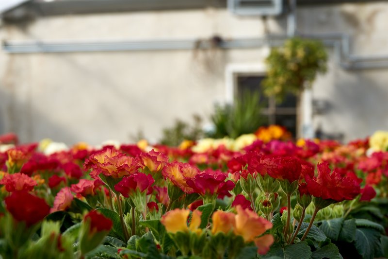 gartenmarkt-medewege-primel
